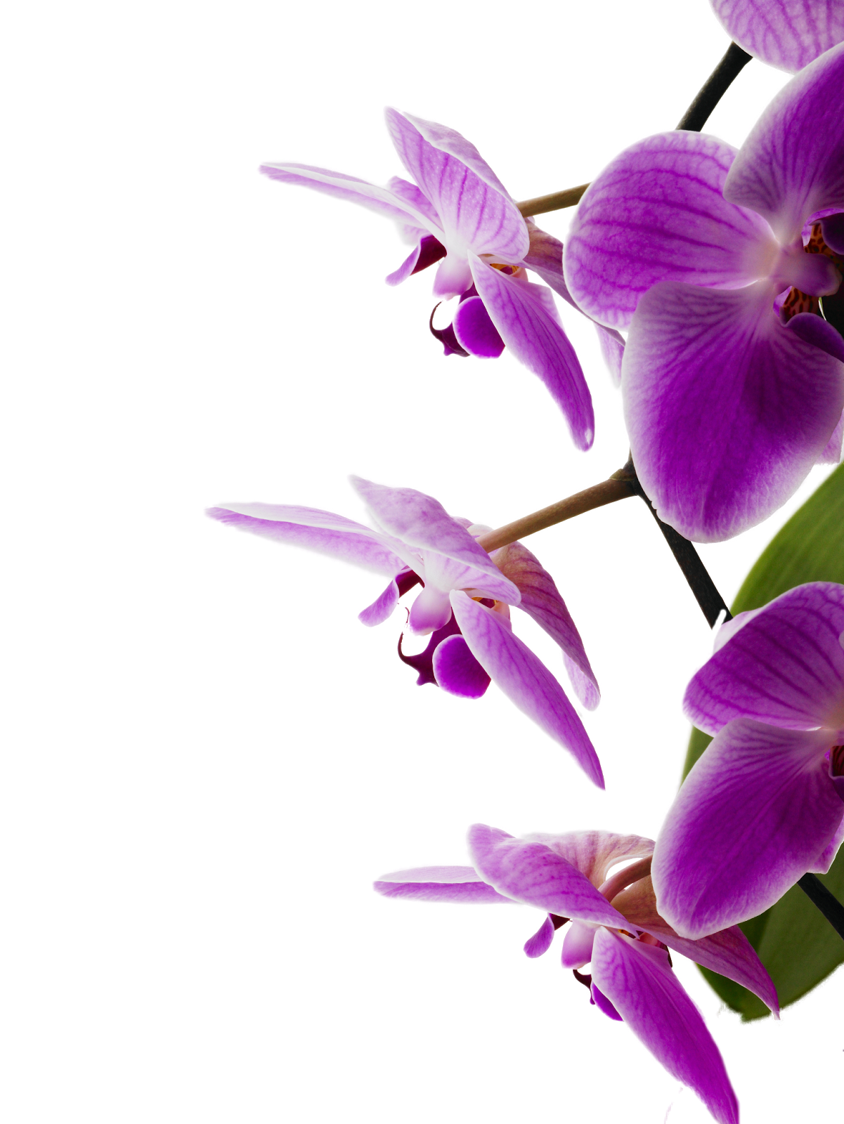 Kisspng Bedroom Orchids Violet Flower Orchid 5ab8bf6f3f3bf8.547390821522057071259